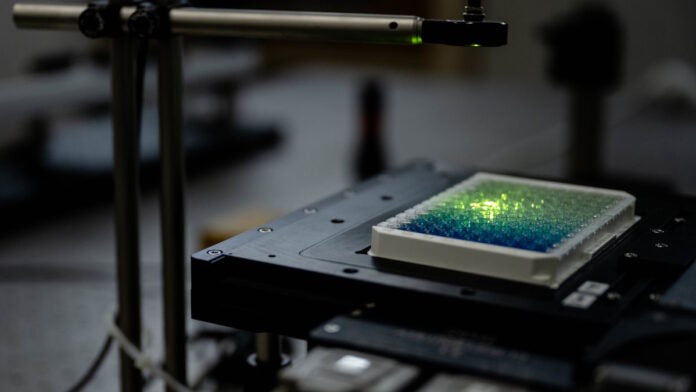 No complicated technology is required to detect fluorescence in the near-infrared range, as this experimental setup shows. The nanotubes are located in the wells of the so-called well plate. The green light stimulates the fluorescence. Photo: RUB, Marquard
